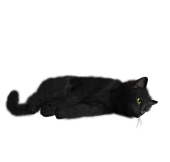 我也不知飘向何方采集到猫