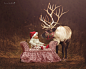 Tara Lesher在 500px 上的照片Christmas Magic
