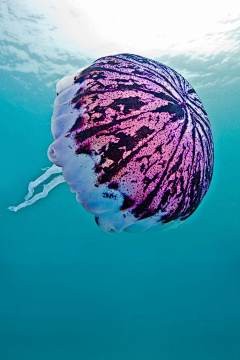 西兰花_开采集到【海洋生物】