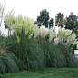 Five White Pampas Grass - 5 Evergreen Perennial Plants - Cortaderia selloana: 
