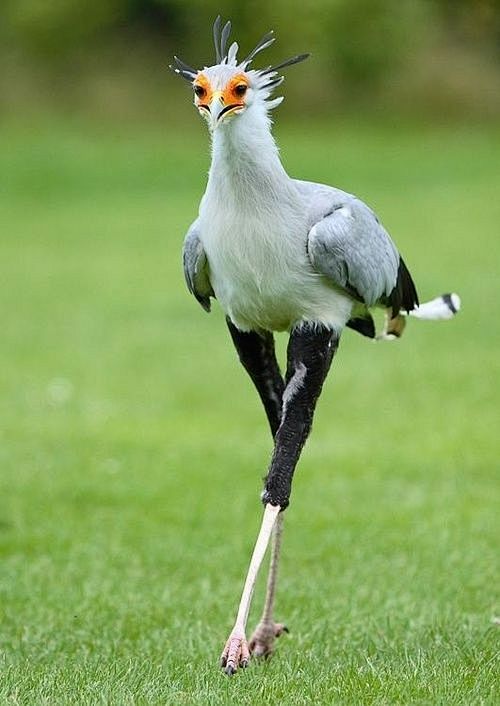 secretarybird