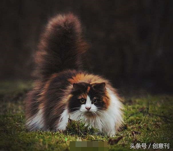 超蓬松的猫咪毛球，让人忍不住好想抱抱啊