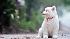 白色萌宠小可爱