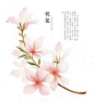 —— 成都插画师罗雨舒的作品
  桃花（Peach Blossom）：《前景药方》载：“桃花三株，空腹饮用，细腰身。”《名医别录》载：“桃化味苦、平、主除水气、利大小便，下三虫”。