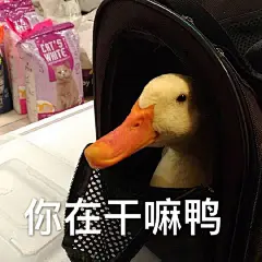 【图片】仙女来送表情包啦_表情包吧_百度贴吧