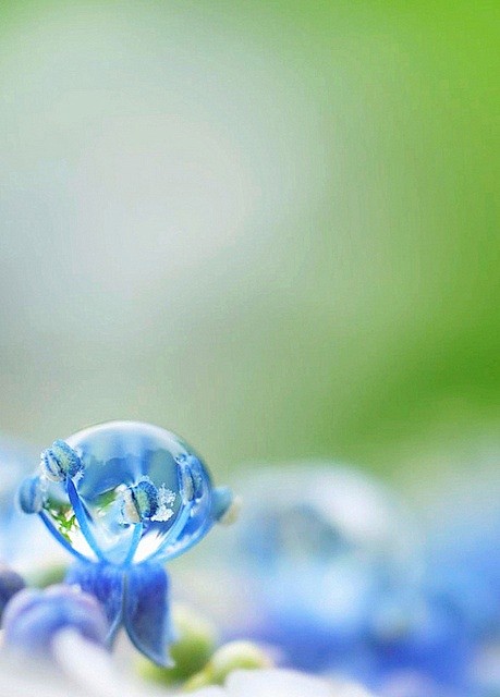 blue, water drop
