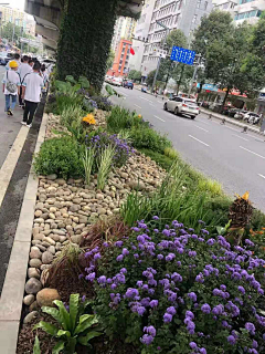一水景观采集到A-----道路绿化景观