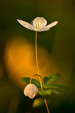 明小花花采集到文字，诗意，