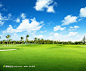 蓝天白云椰树高尔夫球场高清图片