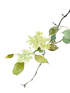 花卉    - 源文件下载【酷图网】花卉,花朵,樱花,花瓣,粉色花,桃花免扣,小清新,樱花免扣,春天,桃花,梨花,樱花背景,樱花盛开,花草,浪漫,情人节,芳香,盛开,花朵卡通图片,手绘樱花,花朵背景,樱花素材,唯美素材,唯美樱花,粉色,唯美,古典花纹,手绘梅花,腊梅,红梅,梅花图片
