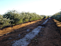 Our Farms - Jojoba Australia Pty Ltd