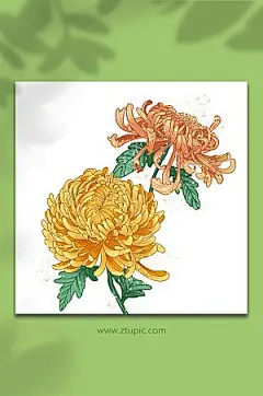 工笔装饰国潮菊花插画设计