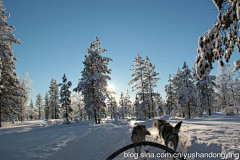 kinghx采集到[芬兰 ]北极圈内狗拉雪