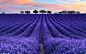 General 1920x1200 nature colorful photography lavender