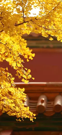 人烟寒橘秋 秋色老梧桐｜壁纸｜文案｜秋天_5_七号小家_来自小红书网页版