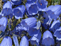 矮人贝尔弗劳尔, 花, 蓝色, 风铃 Cochleariifolia, 桔梗, 风铃, 小贝尔弗劳尔