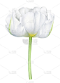 白色郁金香花的插图