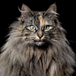 Camila [6F] (Norwegian Forest Cat) 0096.jpg