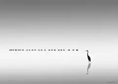 极简摄影 鸭子排着队 _摄影采下来_T2019827 #率叶插件，让花瓣网更好用_http://ly.jiuxihuan.net/?yqr=11104177#