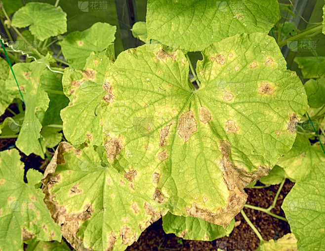 Cucumber Plant Diseases Treatment