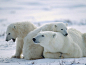 Polar Bears: The Largest and Whitest Bears - AmO Images - AmO Images