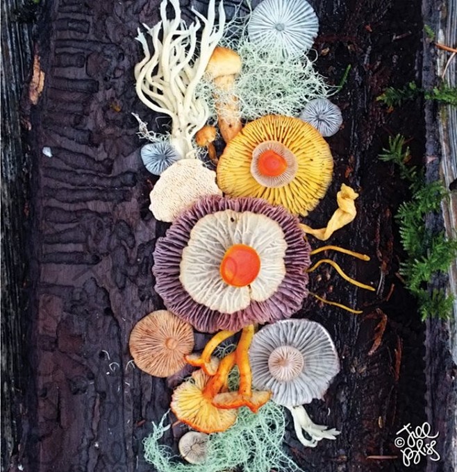 美丽蘑菇 | 摄影师Jill Bliss...