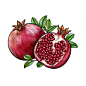 pomegranate illustration