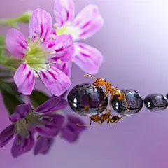 Miki Asai :  I'm a Hokkaido, Japan based nature and macro photographer. Through a macro lens, I am trying to show the beautiful world of the small. I am always surprised when I look through the camera's viewfinder to see things normally unseen.

Miki Asai