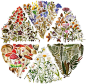 Amazon.com: Vintage Journaling Stickers Pack 240Pcs, Scrapbook Sticker Aesthetic Natural Plant Flower Mushroom Sticker Art Bullet Journals Planners DIY Sticker, Pretty Floral Decorative Retro Decals