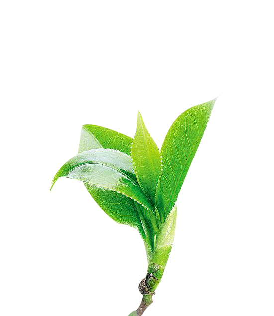 yuki欧尼酱从hxxve转采于2019-01-14 16:29:22嫩芽元素pngyuki欧尼酱