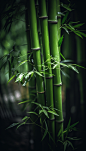 竹海竹林生态竹子二十四节气小暑植物摄影图