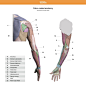 Upper-limb color-coded anatomy