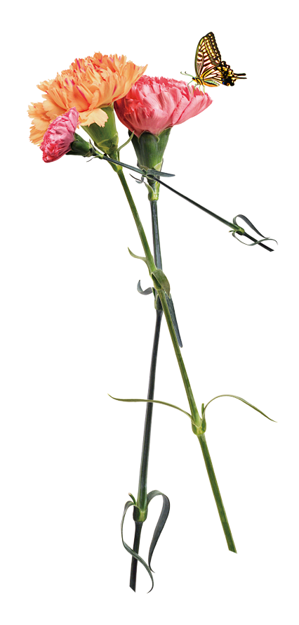 花png系列 (5)