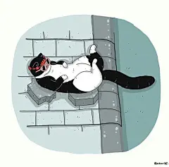 猫咪迷惑行为大赏！这40个猫咪的爆笑瞬间，每一张都是表情包哈哈哈哈 (20)