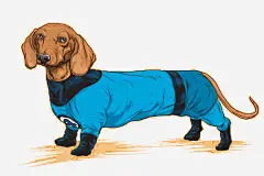 萌宠小狗插画 免费下载 页面网页 平面电商 创意素材 png素材