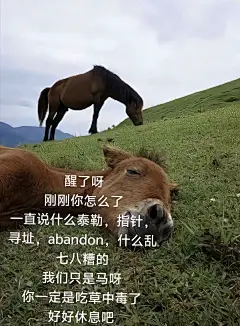 梗图图片大全-梗图高清好看的图片--花瓣polynomeaw的画板