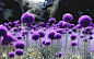 wallpaper, nature, flowers, purple, bloom, glade, alliums