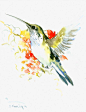 Flying Hummingbird art original watercolor one fo a kind gift  10 X 8 in: 