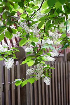 鹰眼龙雨采集到花植物