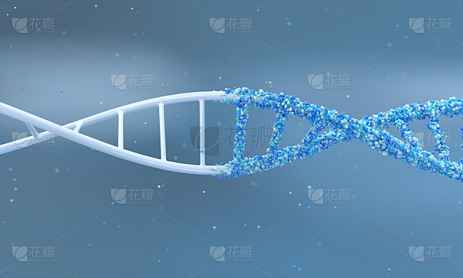 DNA分子和原子或细胞核