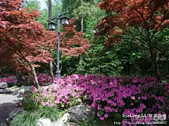 美丽的杭州 美丽的西湖 9——灵隐春景图:多图, 谁家有猫初长成旅游攻略