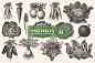 14个古董雕刻风格各种蔬菜餐饮品牌装饰图案Vintage Vegetable Illustrations Vol. 3插图
