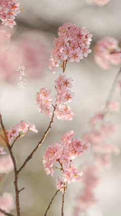 『沉眠』采集到sakura