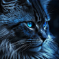 blue cat