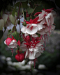 Fuchsia | Garden