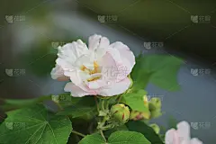 芙蓉或南方玫瑰