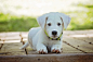 adorable-animal-canine-257540
