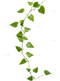 ChoCoo~采集到动/植物素材采集(授权)