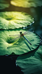 荷叶蜻蜓昆虫植物夏日夏季摄影图