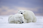 Polar Bears and Pink Sky by Matthew Studebaker on 500px